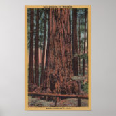 Big Trees Staat Park, CA - Neck Breaker Tree Poster (Vorne)