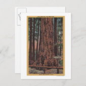 Big Trees Staat Park, CA - Neck Breaker Tree Postkarte (Vorne/Hinten)