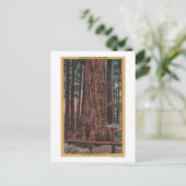 Big Trees Staat Park, CA - Neck Breaker Tree Postkarte (Stehend Vorderseite)