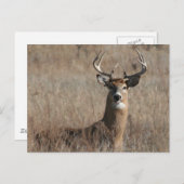 Big Trophy Buck Deer in Großgras Postkarte (Vorne/Hinten)