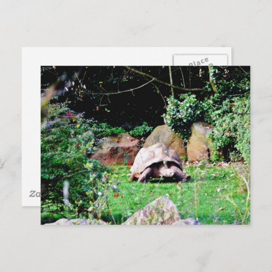 Big Turtle Postkarte (Vorne/Hinten)