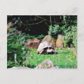 Big Turtle Postkarte (Vorderseite)