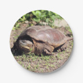 Big Typ Pappteller (Vorderseite)