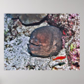 Big Ugly Eel Poster (Vorne)