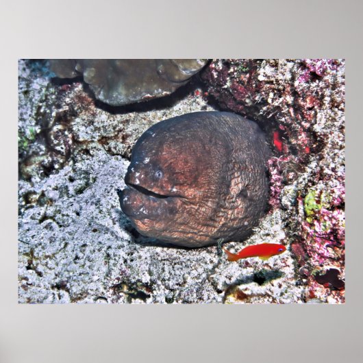 Big Ugly Eel Poster (Vorne)