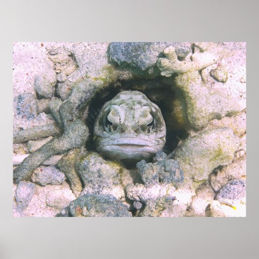 Big Ugly Jawfish Poster (Vorne)