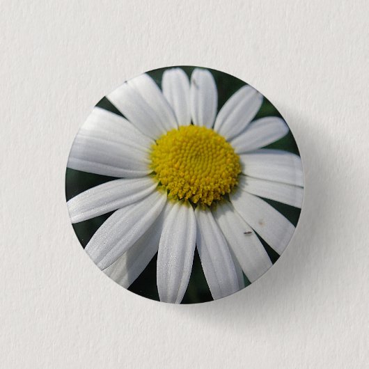 Big White Daisy Button (Vorderseite)