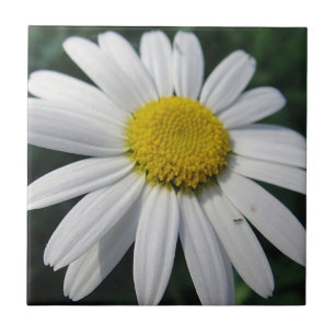 Big White Daisy Fliese