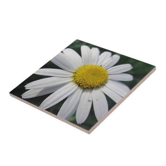 Big White Daisy Fliese (Seite)
