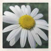 Big White Daisy Glasuntersetzer (Vorderseite)