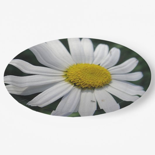 Big White Daisy Pappteller (Schrägansicht)