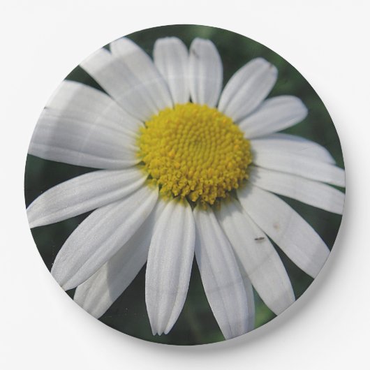 Big White Daisy Pappteller (Vorderseite)