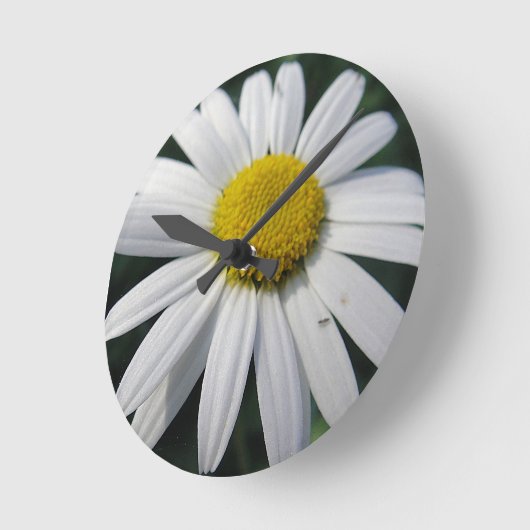 Big White Daisy   Runde Wanduhr (Winkel)
