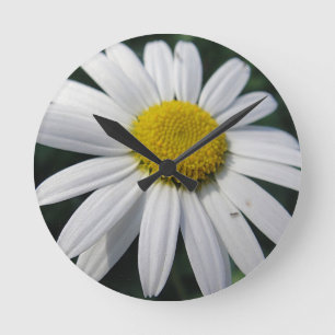 Big White Daisy Runde Wanduhr