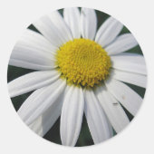 Big White Daisy Runder Aufkleber (Vorderseite)
