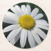 Big White Daisy Runder Pappuntersetzer (Vorderseite)