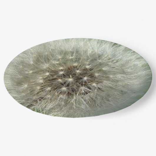 Big White Dandelion Pappteller (Schrägansicht)