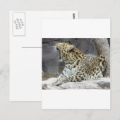 Big Yawn Postkarte (Vorne/Hinten)