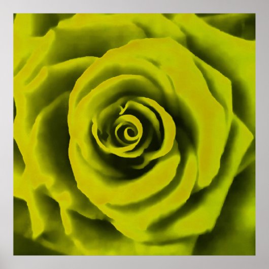 Big Yellow Rose Poster (Vorne)
