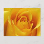 Big Yellow Rose Postkarte (Vorderseite)