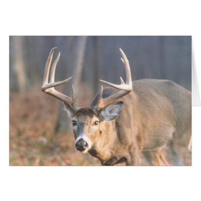 BigBoy (Vorderseite (Horizontal))