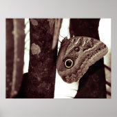 Bigbutterflyeye Poster (Vorne)