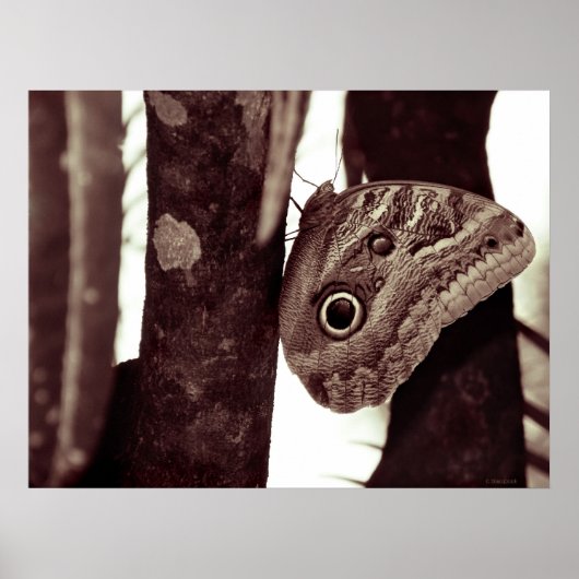 Bigbutterflyeye Poster (Vorne)