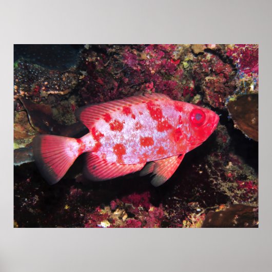 Bigeye Poster (Vorne)