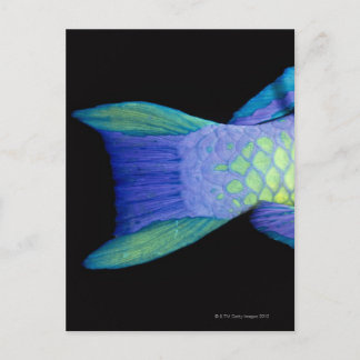 Bigeye Priacanthus hamrur, naher Schwanz Postkarte