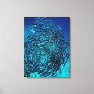 Bigeye trevally (Caranx sexfasciatus), Schwimmen Leinwanddruck