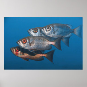 Bigeyes Poster