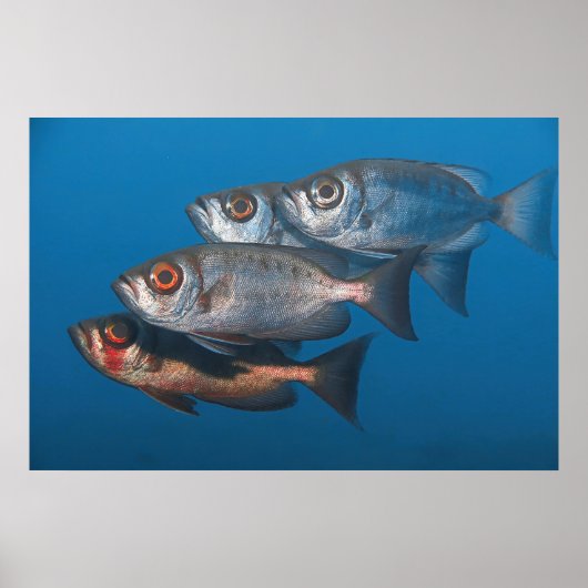 Bigeyes Poster (Vorne)