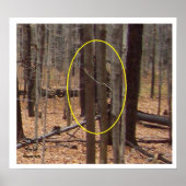 Bigfoot Behind Trees Poster (Vorne)