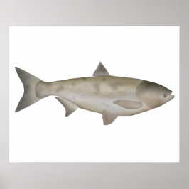 Bighead Carp Poster