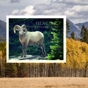 Bighoram, Stehend am Felsvorsprung, Glacier NP Postkarte