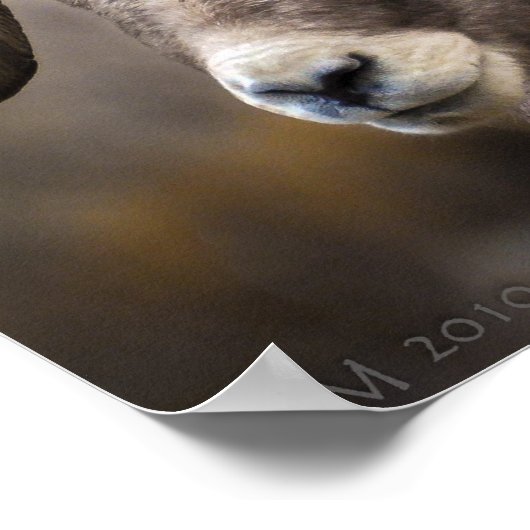 Bighorn Brothers Poster (Ecke)