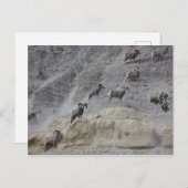 Bighorn Mountain Sheep Postkarte (Vorne/Hinten)