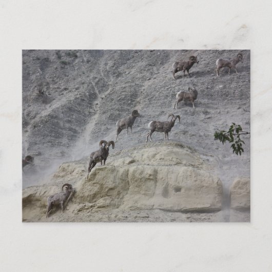 Bighorn Mountain Sheep Postkarte (Vorderseite)