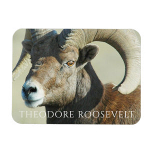 Bighorn Ram am Theodore Roosevelt Nationalpark Magnet