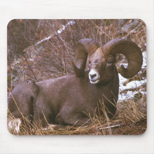 Bighorn-RAM Mousepad (Vorne)