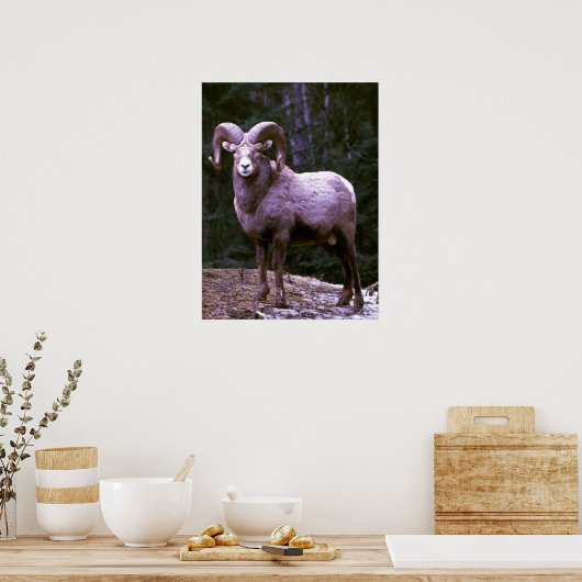 Bighorn ram poster (Küche)
