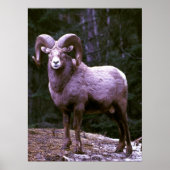 Bighorn ram poster (Vorne)