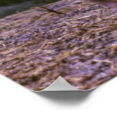 Bighorn ram poster (Ecke)