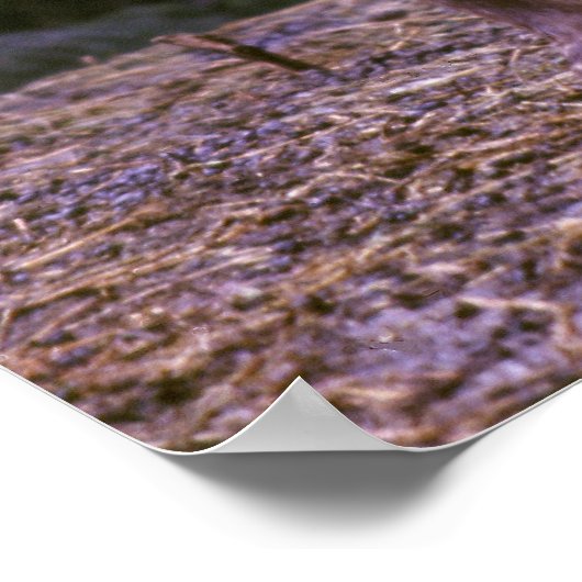 Bighorn ram poster (Ecke)