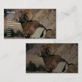 Bighorn-RAM Visitenkarte (Vorne/Hinten)