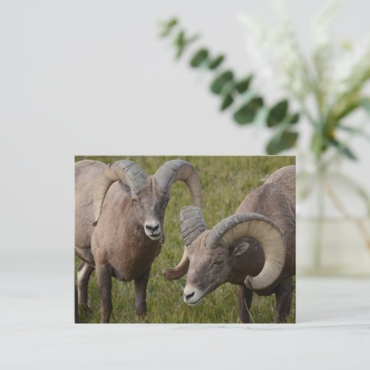 Bighorn Schafe im Badlands-Nationalpark Postkarte (Stehend Vorderseite)