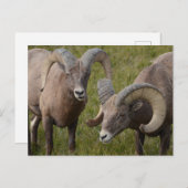 Bighorn Schafe im Badlands-Nationalpark Postkarte (Vorne/Hinten)