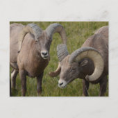 Bighorn Schafe im Badlands-Nationalpark Postkarte (Vorderseite)
