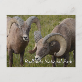 Bighorn Schafe im Nationalpark Badlands Postkarte