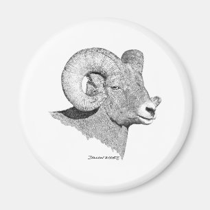 Bighorn-Schafe Magnet